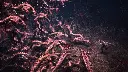 DMC5 (4).webp