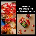 LEGO 10348 Botanicals Japanese Red Maple Bonsai Tree Building Set (4).webp